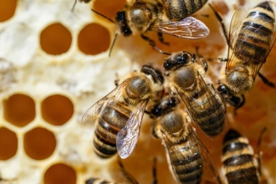 Engenheiro morre após ser atacado por abelhas enquanto trabalhava em obra de Marliéria -MG