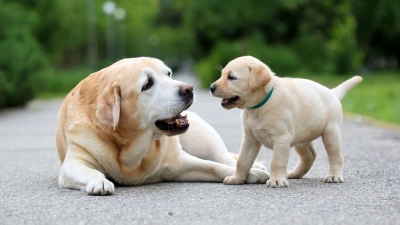 Governo cria Cadastro Nacional de Animais Domésticos, com número de identidade para cães e gatos